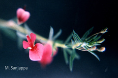 Indigofera uniflora